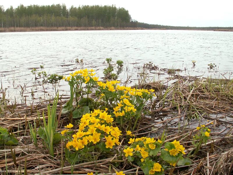 Желтая вода весной. Калужница Болотная. Калужница зацвела. Калужница Болотная тростник обыкновенный. Калужница Болотная и Рогоза.