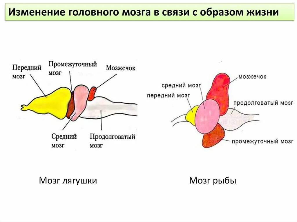 Головной мозг лягушки сбоку. Отделы головного мозга рыбы схема. Строение головного мозга лягушки сбоку. Строение головного мозга земноводных. Какое строение головного мозга рыб