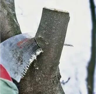 Спиленная яблоня