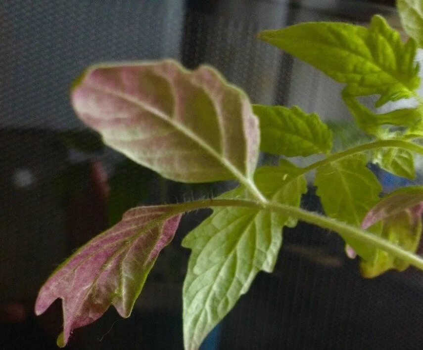 Яблоня с красными листьями. Почему листья фиолетовые. Фиолетовая пятнистость у томатов. Почему листья фиолетовые. Ипомея батат многолетняя.