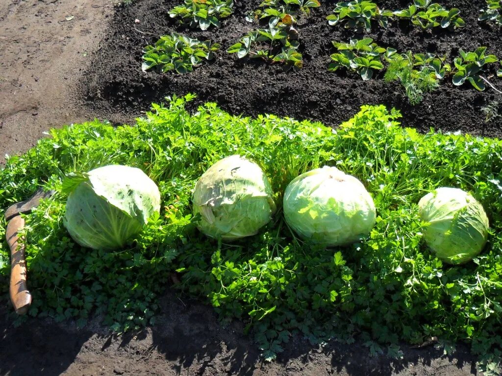 Капусту после картошки. Капуста на грядке. Капустные грядки. Красивые грядки с капустой. Грядки с капустой в огороде.