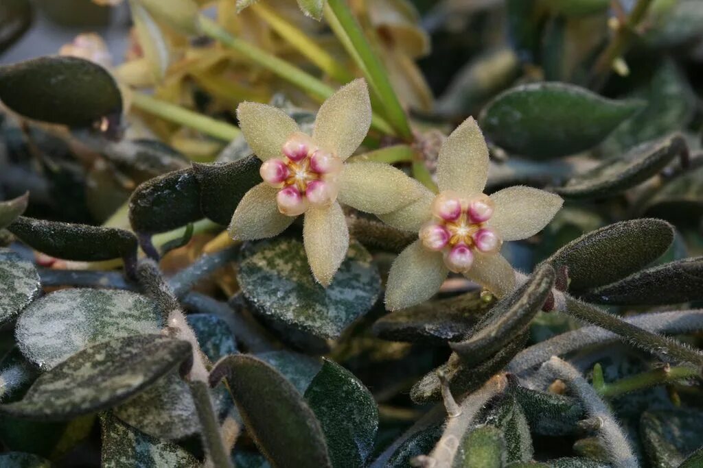 Хойя куртиси. Хойя curtisii. Хойя куртиси (curtisii). Хойя Снежная. Hoya curtisii Splash.