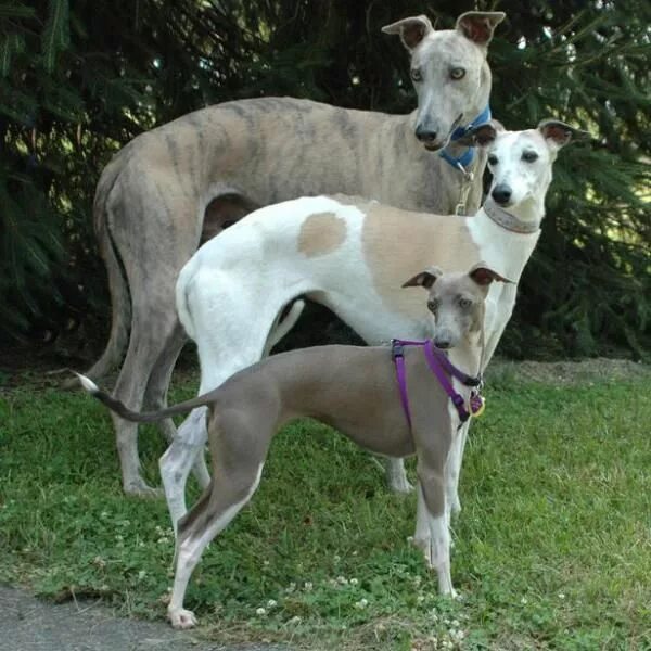 Fleece Jumper for Whippets - Lights - Redhound For Dogs Cucito