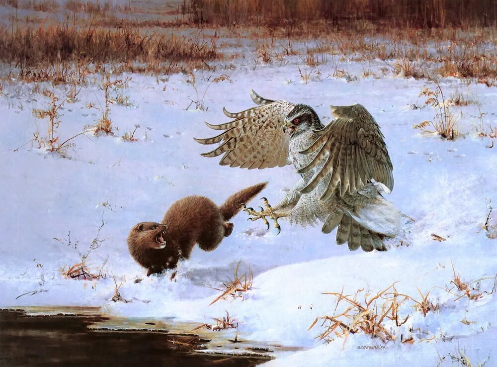 куропатка на ставрополье. куропатка северной осетии. орел картина. тундряные куропатки зимой в дикой природе. сокол белый кречет.