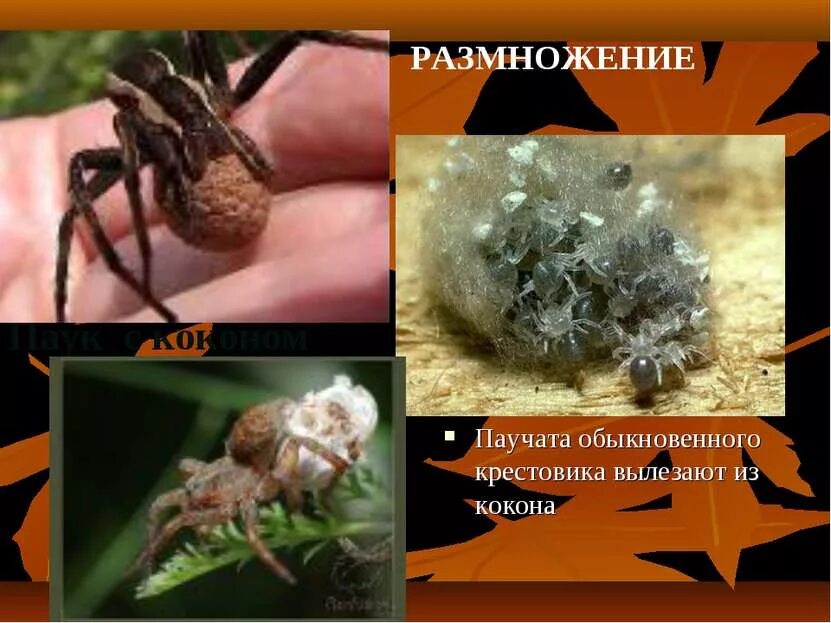 Прямое развитие у паукообразных. Размножение паукообразных. паук крестовик размножение. пауки раздельнополые животные. размножение пауков крестовиков.