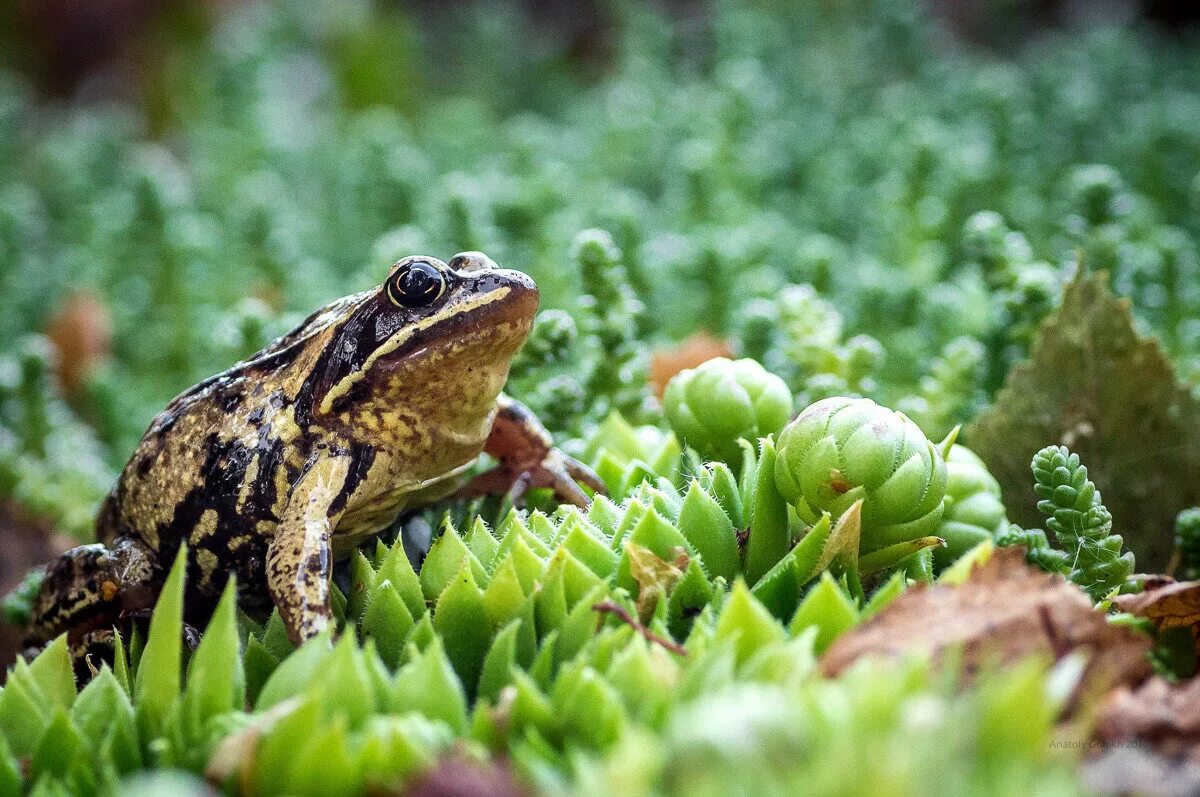 земноводные холоднокровные. остромордая болотная лягушка. бесхвостые земноводные жабы лягушки. бесхвостые земноводные. земноводные леса.
