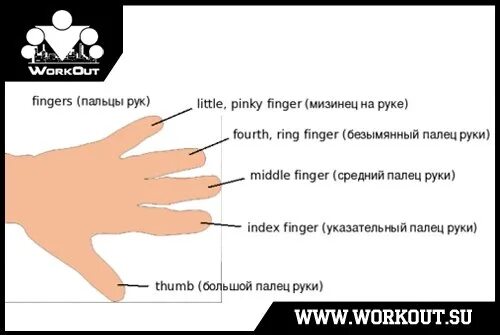 Пальцы на руке название на русском. Название пальцев. Как называются пальцы. Название пальцев на руке человека. Пальцы рук название.