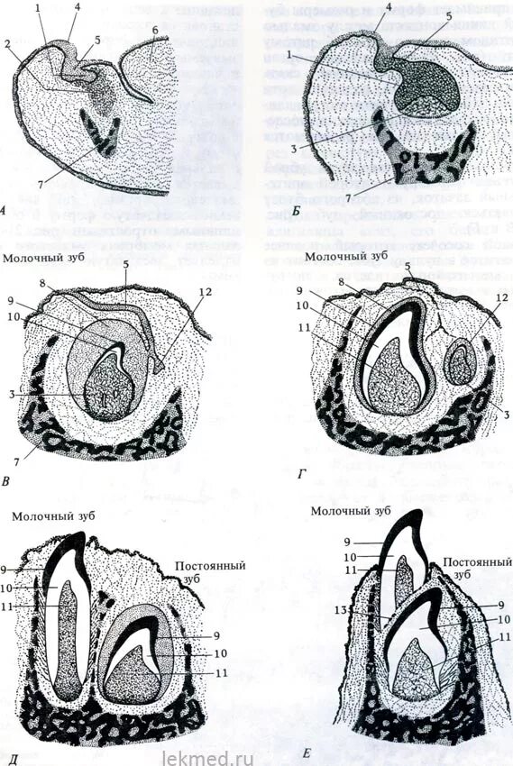 Стадии развития зуба. Прорезывание постоянных зубов схема гистология. Стадии развития зубов в эмбриогенезе. Развитие зуба гистология схема. Закладка постоянных зубов гистология.