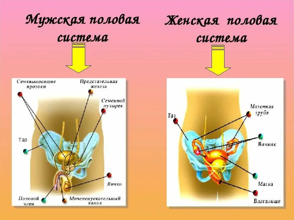 Половые органы строение функции. Репродуктивная система человека схема. Строение половой системы. Мужская половая система. Половая система человека строение.