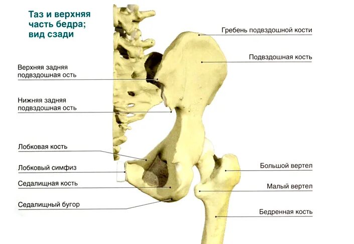 Образование подвздошной кости. Подвздошная кость вертлужная впадина. Скелет тазобедренный сустав анатомия. Строение кости тазобедренного сустава. Тазобедренный сустав анатомия строение.