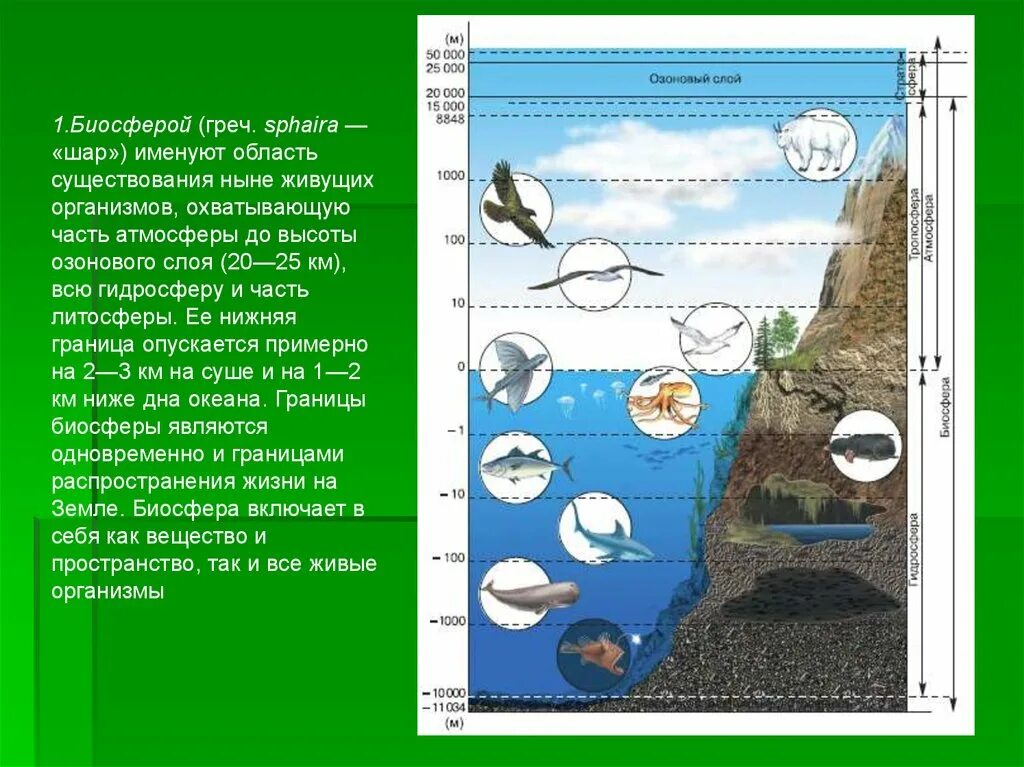 Биосфера. Структура биосферы. Биосфера схема. Границы биосферы.