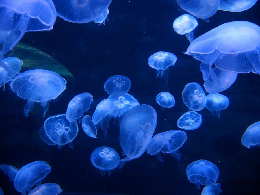 Почему много медуз. Медузы. Маленькие медузы. Много медуз. Крохотные медузы.