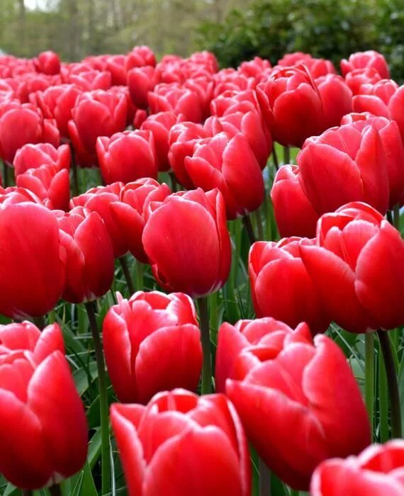 сорт тюльпана tirana. сорта тюльпанов kung fu. Pink kung fu тюльпан. тюльпан tirana. тюльпан kung fu.