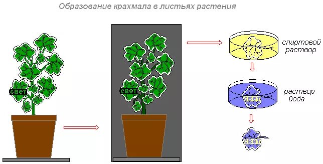 Фотосинтез. Образование крахмала в листьях.. Опыт доказывающий образование крахмала в листьях на свету. Опыт образование крахмала в листьях. Фотосинтез опыты герань окаймленная. Объясните почему в листьях пеларгонии окаймленной