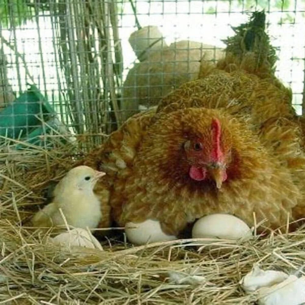 Кура наседка. Кучинская Юбилейная цыплята. Наседка курица высиживает яйца. Курица наседка Квочка. Кучинская Юбилейная порода.