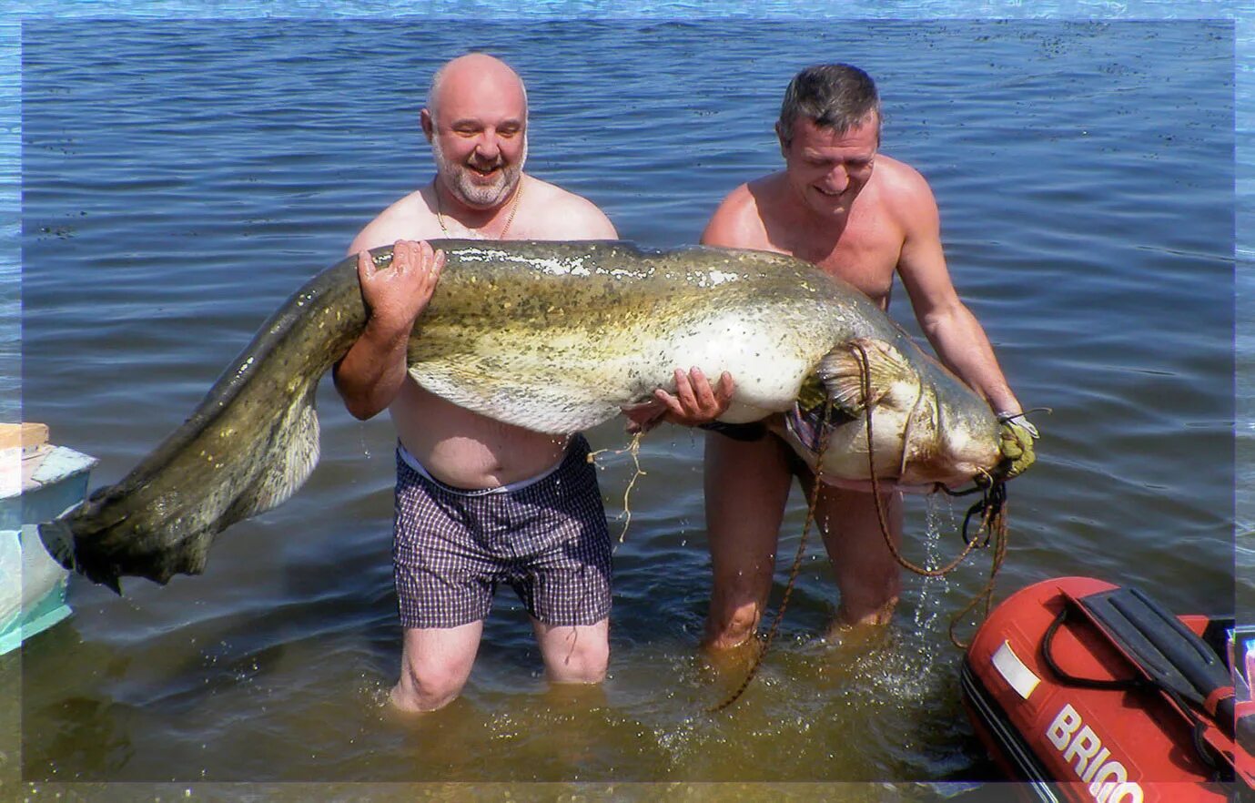 Что произошло когда удалось поймать первую рыбу. Сом рыба. Самые большие сомы на Кубани. Самый большой сом на Кубани.