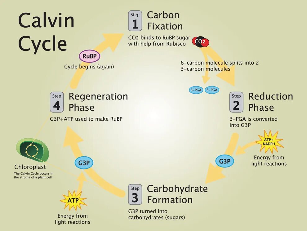 Calvin cycle with enzymes. Translate the following sentences from russian into english. Calvin cycle with enzymes. Предложения с глаголом run. Into using перевод.