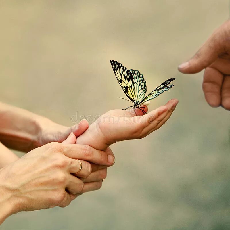 Замечательный отдавать. На руку бабочка. Бабочка на ладони. Бабочки любовь. Бабочка в ладошках.