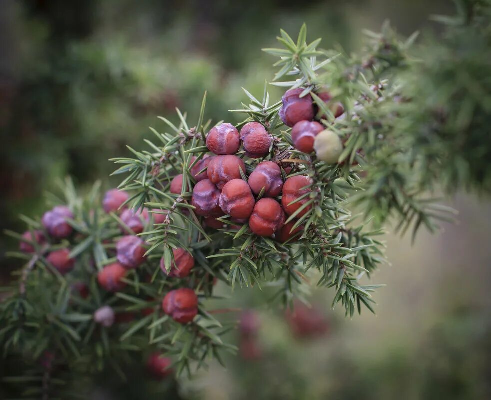 можжевельник казацкий плоды. можжевельники (лат. можжевельник горизонтальный ниваки. сердце можжевельник. можжевельник сардиния.