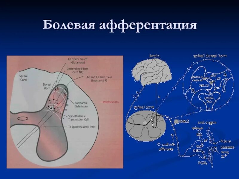 Болевая афферентация это. Опорная афферентация. Афферентация это в физиологии и медицине. Специфическая афферентация это в физиологии. Афферентация это