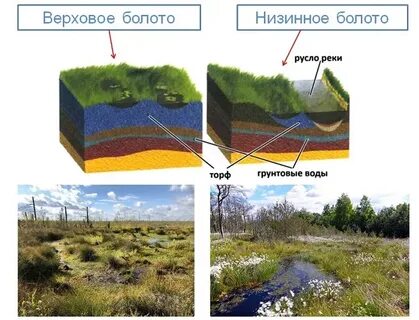 Составной частью чего являются болота