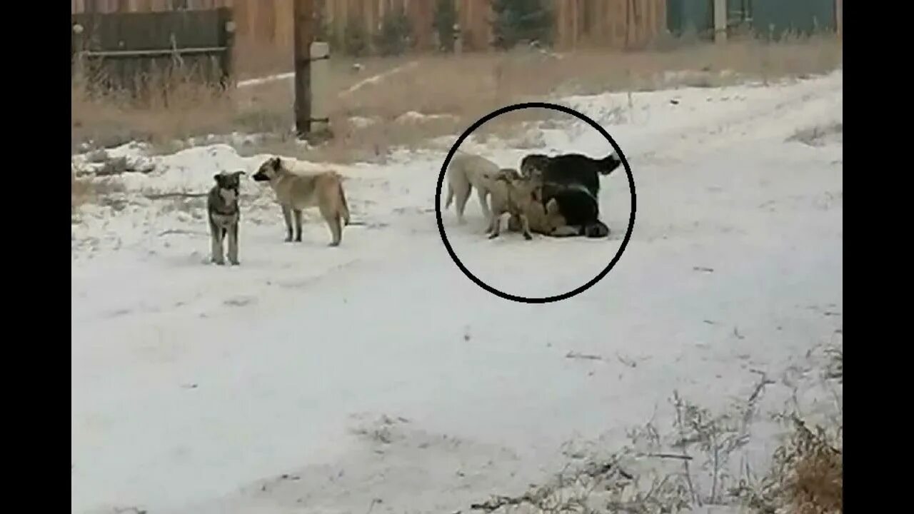 Оскалив пасть, на задних лапах стоял огромный МЕДВЕДЬ - вокруг него кружились пя