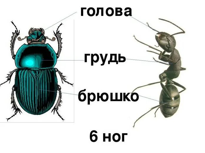 Какие части насекомого изображены. Строение насекомых для детей. Части тела насекомых для детей. Строение тела насекомых. Строение тела насекомых для дошкольников.