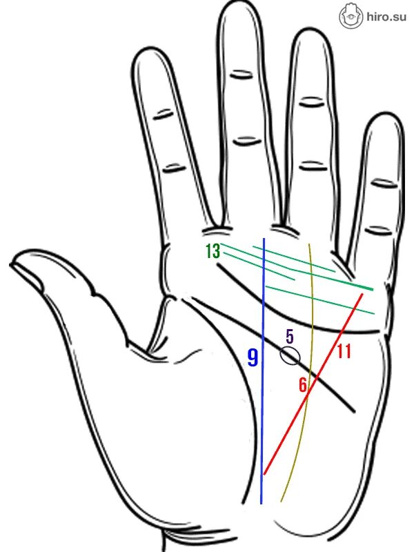Линия аполлона хиромантия. Хиромантия линия изиды. Линия от мизинца. Линия судьбы линия ума линия меркурия. Хиромантия линия пояс венеры.