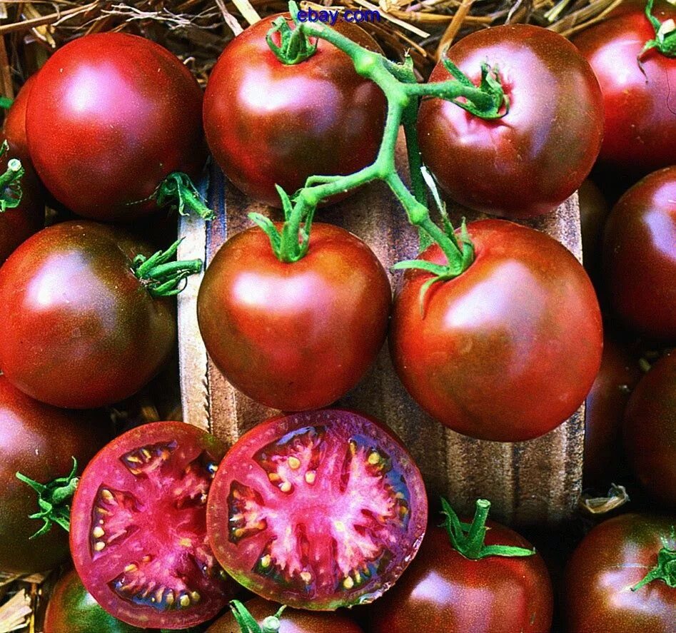 Семена томатов название. Семена томат черный кот f1. Томат черный черри наш сад. Томат черный принц крупноплодный.