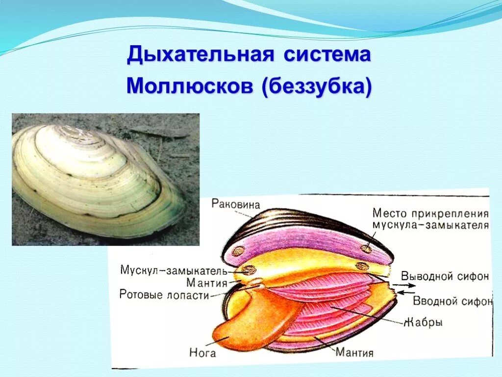 Какие органы дыхания характерны для наземных моллюсков. Дыхательная система беззубки моллюски. Система органов моллюска двустворчатого моллюска. Беззубка система дыхания. Органы дыхания двустворчатых моллюсков 7 класс.