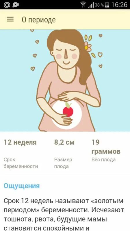 19 Недель беременности размер. 19-20 Недель беременности размер. 15 Недель беременности размер.