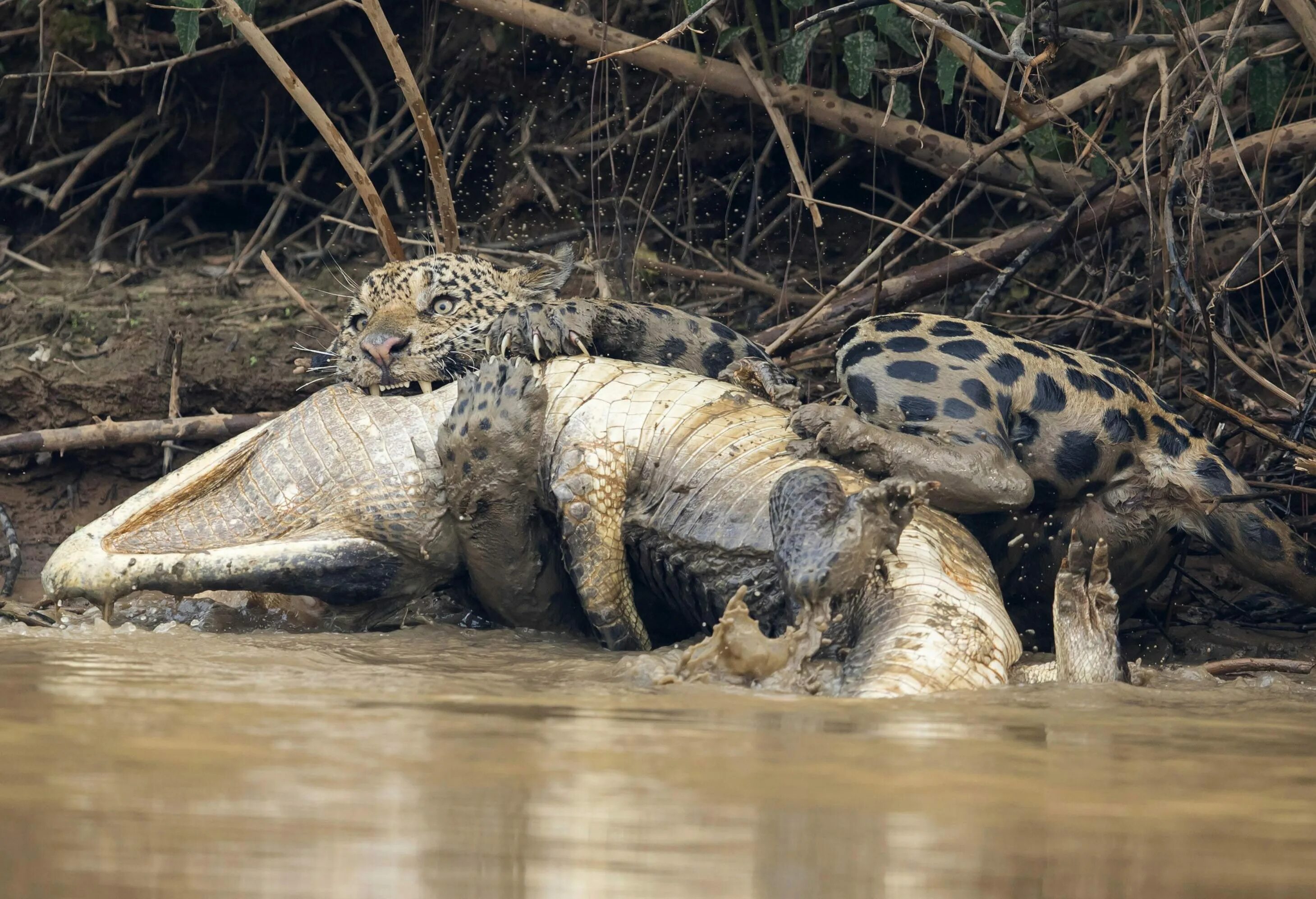 Ловля крокодилов. Ягуар против каймана. Бразилия Ягуар против крокодила. Гребнистый крокодил против тигра.