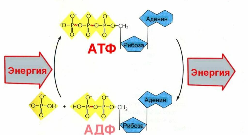 АТФ-АДФ энергия. Схема превращения АТФ В АДФ. АТФ АДФ структура.