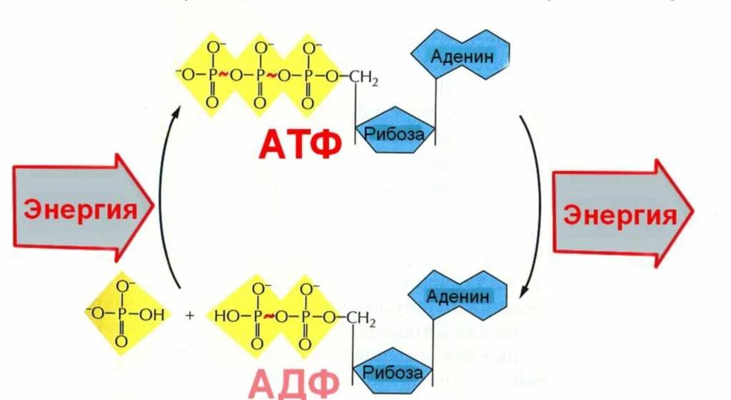 3 части атф. АТФ-АДФ энергия. Схема превращения АТФ В АДФ. АТФ АДФ структура.