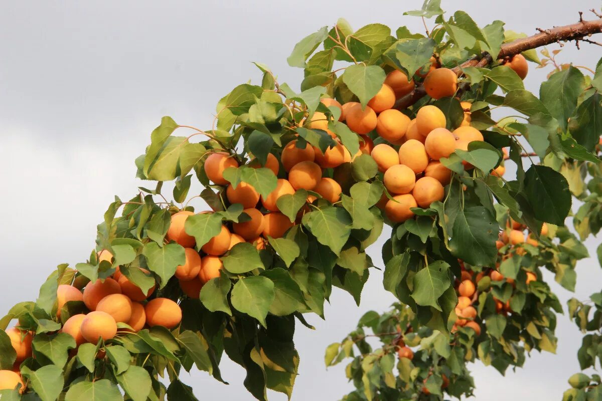 Абрикос золотой нектар дерево. Как выглядит абрикос. Абрикос термез 2023. Абрикос оранж эрли дерево. Абрикос ананасный дерево.