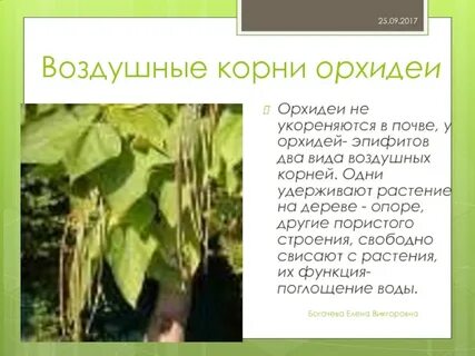 Интересные факты о воздушных корнях