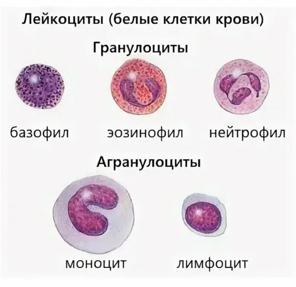 Изучение строения форменных элементов крови.