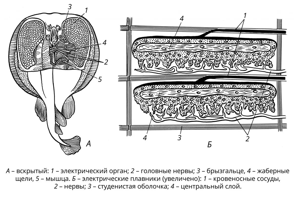 Строение электрического ската. Внутреннее строение ската. Строение электрического органа ската. Внутренне строение ската.