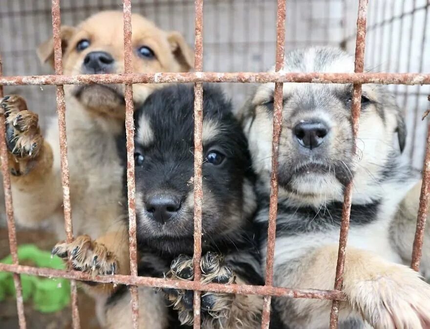 Питомник собак видео. Приют для собак. Питомник для животных. Питомник приют для собак. Собачий приют.