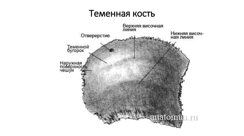 Теменная кость является костью. Теменная кость черепа анатомия. Теменная кость внутренняя поверхность. Теменная кость строение. Нормальная анатомия теменная кость.