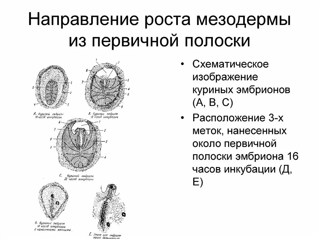 Что развивается из мезодермы. Строение мезодермы. Схема дифференцировки мезодермы. Типы образования мезодермы. Образование первичной полоски.