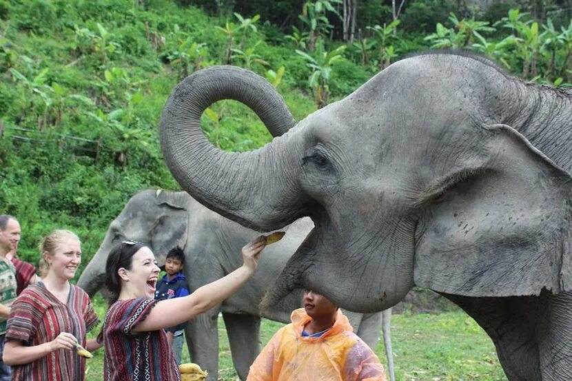 Elephant sanctuary park. Элефант Джангл Пхукет. Пхукет Элефант Санктуари. Elephant Jungle Sanctuary. Elephant Jungle Sanctuary Phuket.