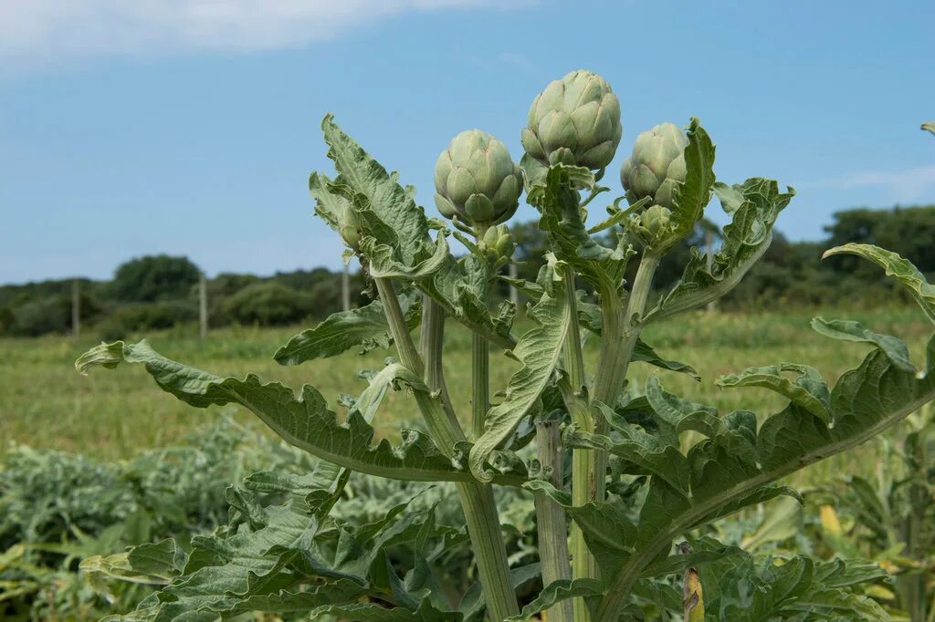 артишок куст растение. артишок зеленый. листья артишока.