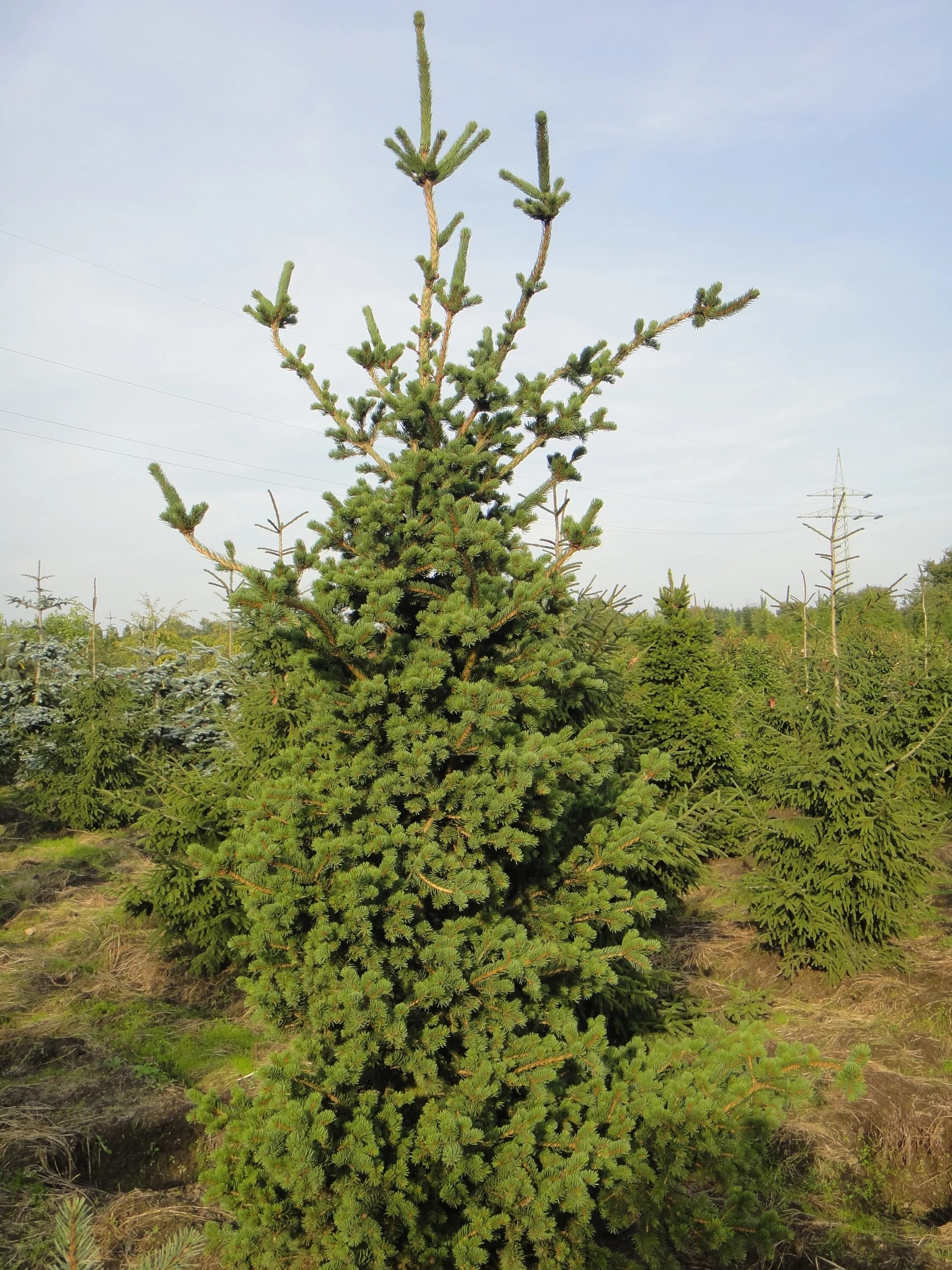 Ель лаки страйк. Ель колючая лаки страйк. Picea pungens Lucky Strike. Ель колючая Lucky Strike. Ель pungens Lucky Strike.