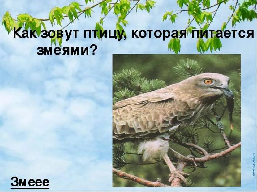 Особый крик птицы. Слово Змееед. Существует слово Змееед. Есть слово Змееед в русском языке. Как зовут птиц.