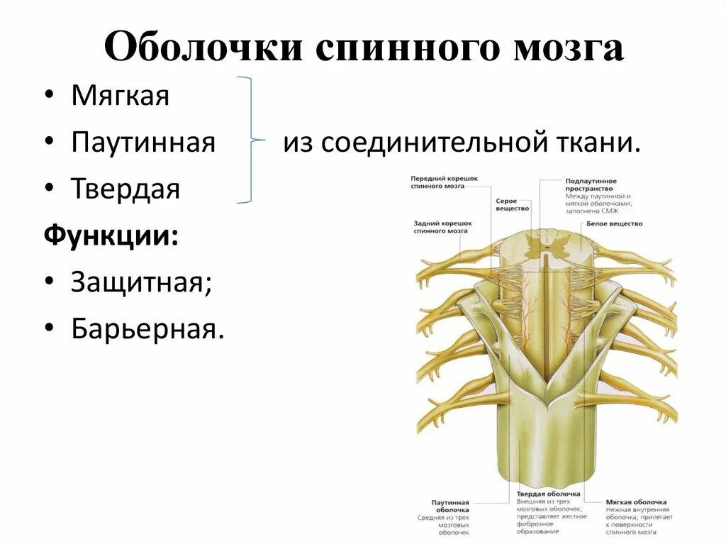 Мягкая оболочка спинного. Строение оболочек спинного мозга. Строение твердой оболочки спинного мозга. Строение и функции оболочек спинного мозга. Схема.. Спинной мозг наружное строение оболочки анатомия.