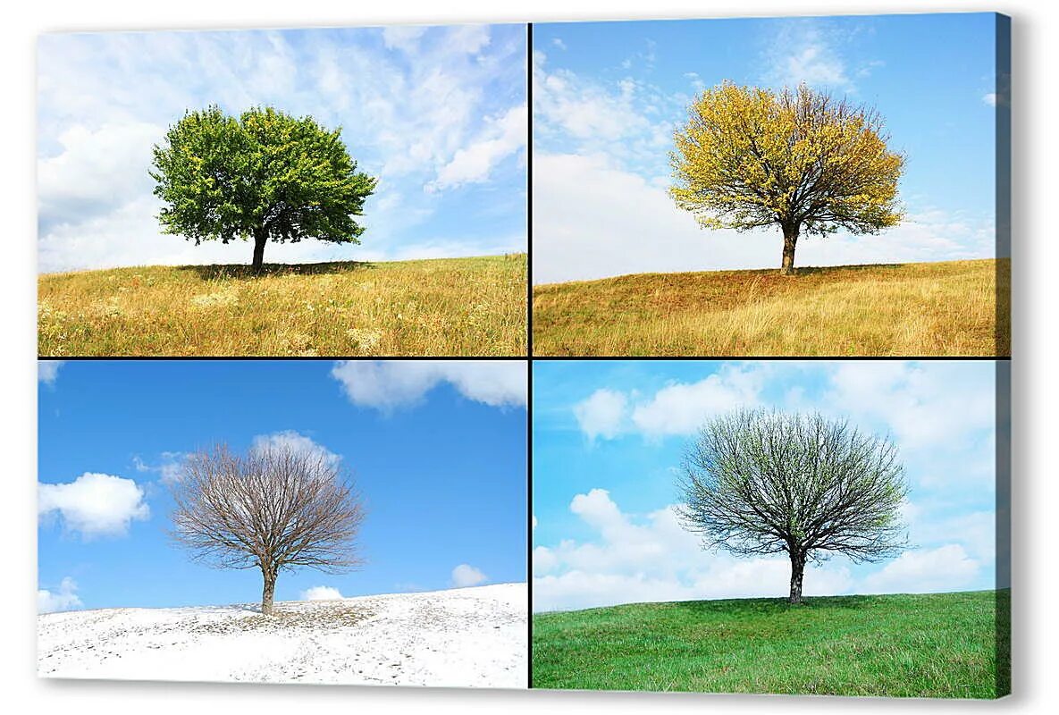 Пора года 4 букв. Дерево 4 времени года. Дерево в разные времена года. Пейзаж с деревом в Разное время года.