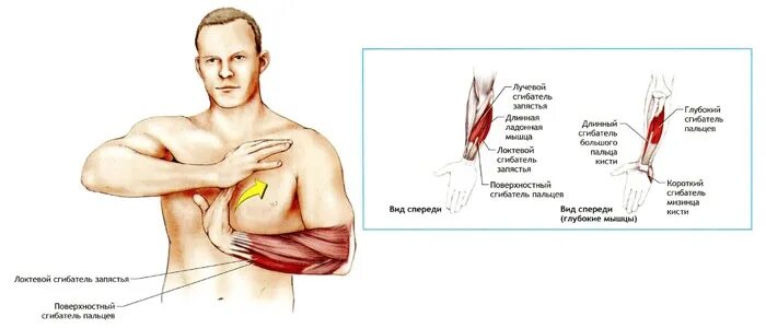 Горит предплечье. Растяжка разгибателей предплечья. Растяжка мышц локтевого сустава. Растяжение мышц предплечья. Растяжка мышц предплечья упражнения.