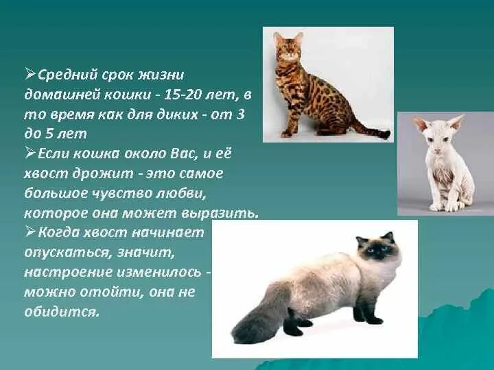 Сколько лет живут домашние кошки. Продолжительность жизни домашних кошек. Средняя Продолжительность жизни домашней кошки. Средний срок жизни домашней кошки. Продолжительность жизни животных кошка домашняя.