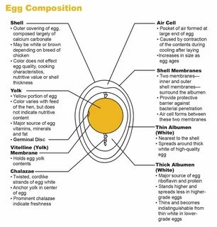 Egg astd